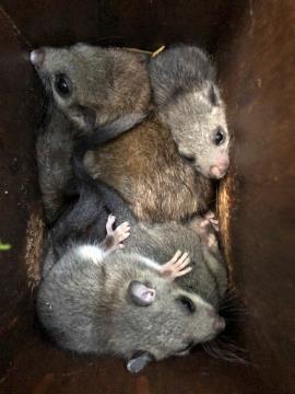 Pregled polšjih gnezdilnic, Marko Masterl